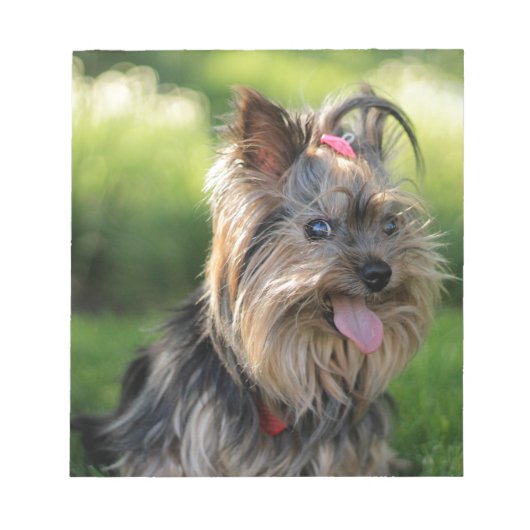 Cute Little Yorkshire Terrier Dog Notitieblok (Voorkant)