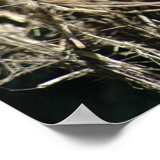 Cute Lizard Poster (Hoek)