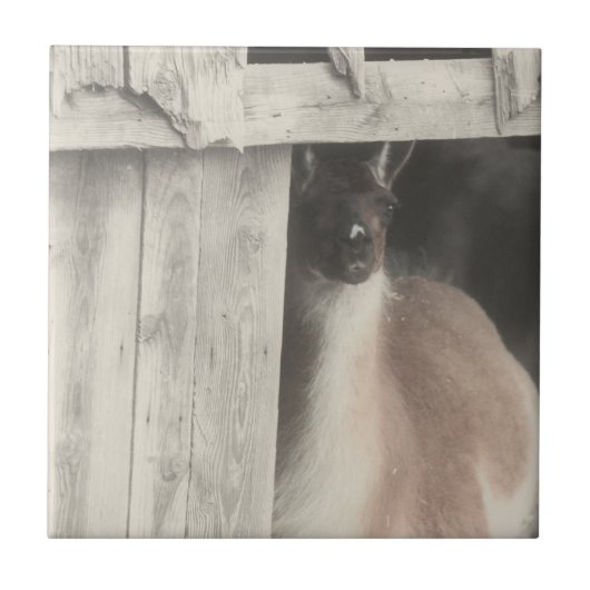 Cute Llama Black and White Animal Tegeltje (Voorkant)