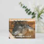 Cute Llama Farm Animal Humorous  Briefkaart (Staand voorkant)