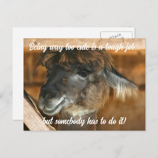 Cute Llama Farm Animal Humorous  Briefkaart (Voorkant / Achterkant)
