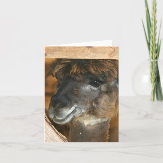 Cute Llama Farm Animal Photography Note Kaart (Voorkant)