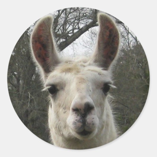 Cute Llama Stickers (Voorkant)