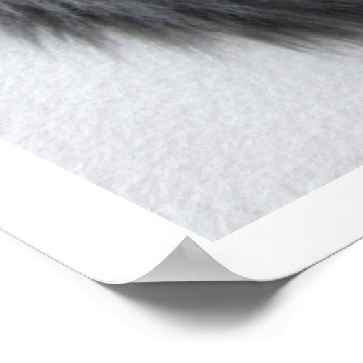 Cute Long-Haered Tabby Kitten, Big Eyes Poster (Hoek)