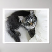 Cute Long-Haered Tabby Kitten, Big Eyes Poster (Voorkant)