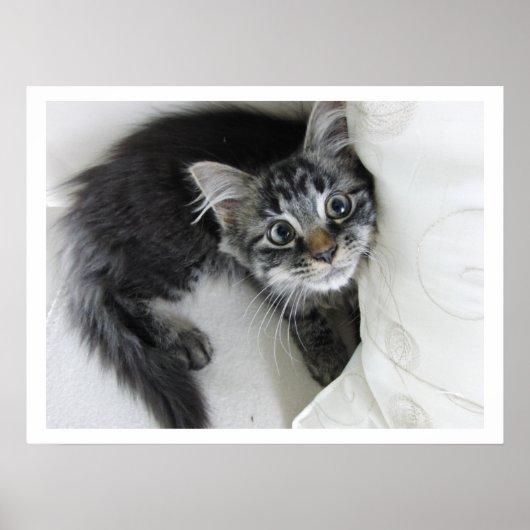 Cute Long-Haered Tabby Kitten, Big Eyes Poster (Voorkant)