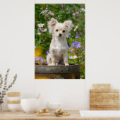 Cute long-haire Chihuahua Dog Puppy Pet Photo Poster (Keuken)