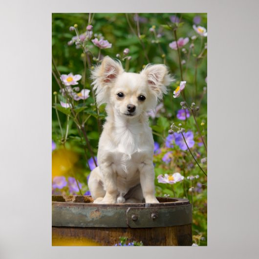 Cute long-haire Chihuahua Dog Puppy Pet Photo Poster (Voorkant)