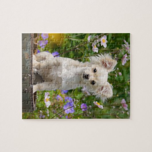 Cute long-haring crème Chihuahua Dog Puppy - Game Legpuzzel (Horizontaal)