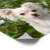 Cute long-haring crème Chihuahua Dog Puppy Photo - Poster (Hoek)