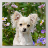 Cute long-haring crème Chihuahua Dog Puppy Photo - Poster (Voorkant)
