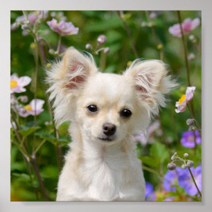 Cute long-haring crème Chihuahua Dog Puppy Photo - Poster