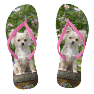 Cute long-haring crème Chihuahua Dog Puppy Photo - Teenslippers