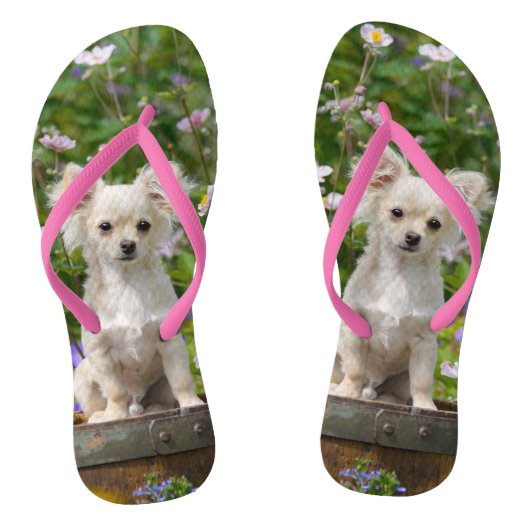 Cute long-haring crème Chihuahua Dog Puppy Photo - Teenslippers (Voetbed)