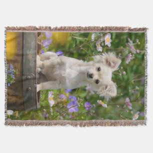 Cute long-haring crème Chihuahua Dog Puppy - soft Deken