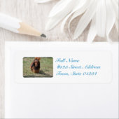 Cute Long Hazard Daschund Etiket (Insitu)