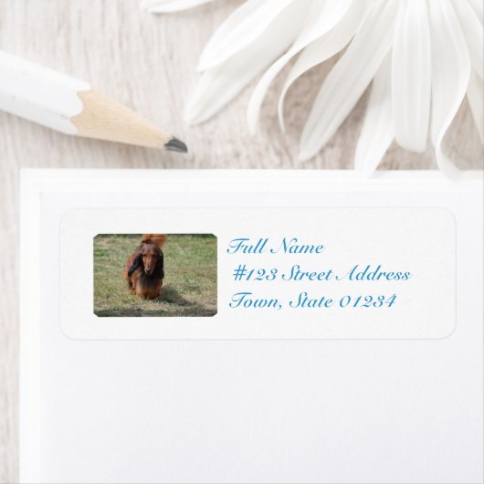 Cute Long Hazard Daschund Etiket (Insitu)