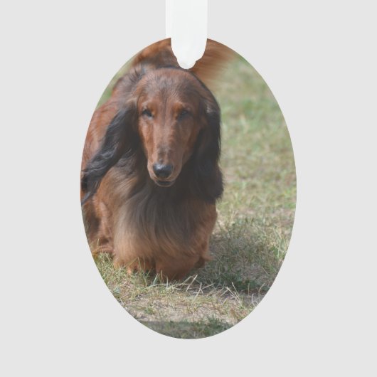 Cute Long Hazard Daschund Ornament (voorkant)