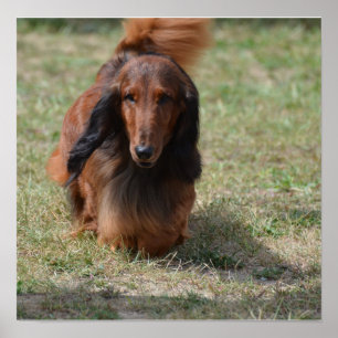 Cute Long Hazard Daschund Poster