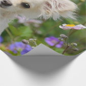 Cute longhair crème Chihuahua Dog Puppy Pet Photo Cadeaupapier (Hoek)