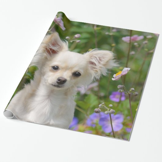 Cute longhair crème Chihuahua Dog Puppy Pet Photo Cadeaupapier (Uitgerold)