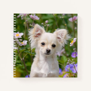 Cute longhair crème Chihuahua Dog Puppy Pet Photo Notitieboek