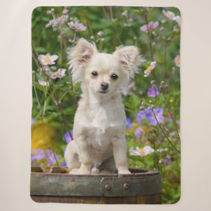 Cute longhair crème Chihuahua Dog Puppy Pet Photo Sherpa Deken