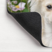 Cute longhaire Chihuahua Dog Puppy Photo - Muismat (Hoek)