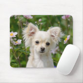 Cute longhaire Chihuahua Dog Puppy Photo - Muismat (Met muis)