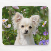 Cute longhaire Chihuahua Dog Puppy Photo - Muismat (Voorkant)