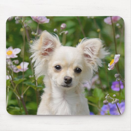 Cute longhaire Chihuahua Dog Puppy Photo - Muismat (Voorkant)