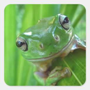 Cute look Frog Close Vierkante Sticker