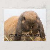 Cute lop oortbunny briefkaart (Voorkant)