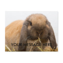Cute lop oortbunny