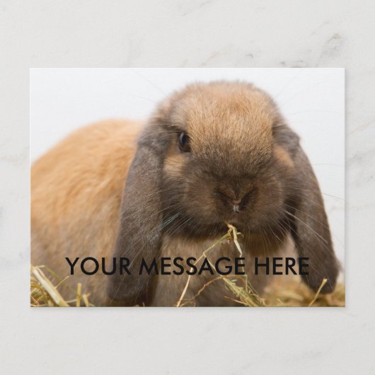 Cute lop oortbunny briefkaart (Voorkant)
