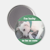Cute Lucky White Dog met Green Scarf Magnet (Voorkant / Achterkant)