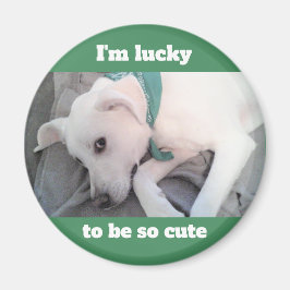 Cute Lucky White Dog met Green Scarf Magnet