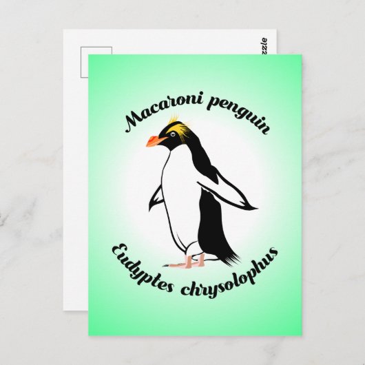Cute Macaroni Penguin Briefkaart (Voorkant / Achterkant)