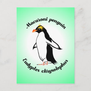 Cute Macaroni Penguin Briefkaart