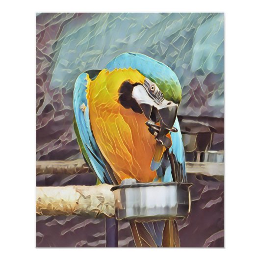 CUTE MACAW FOTO AFDRUK (Voorkant)