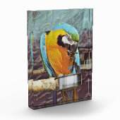 CUTE MACAW FOTOBLOKKEN (Links)