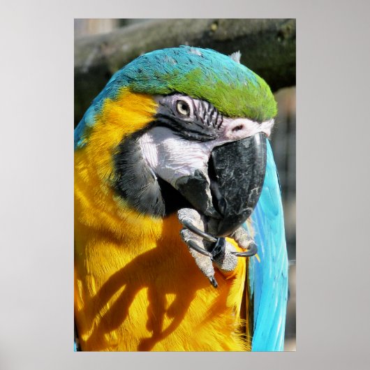 CUTE MACAW POSTER (Voorkant)