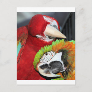 Cute macaws briefkaart