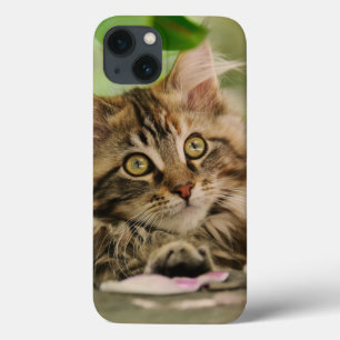 Cute Maine Coon Cat Kitten Photo Portret -  Case-Mate iPhone Case