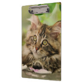 Cute Maine Coon Cat Kitten Photo Portret - op Klembord (Links)