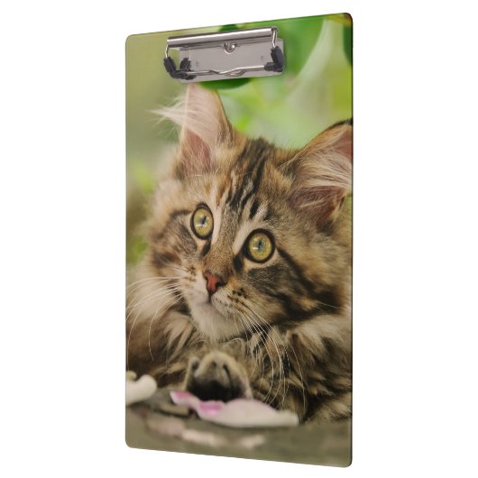 Cute Maine Coon Cat Kitten Photo Portret - op Klembord (Links)