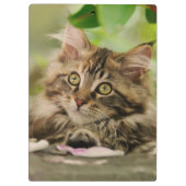 Cute Maine Coon Cat Kitten Photo Portret - op Klembord (Achterkant)