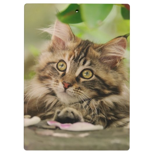 Cute Maine Coon Cat Kitten Photo Portret - op Klembord (Achterkant)