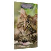 Cute Maine Coon Cat Kitten Photo Portret - op Klembord (Rechts)