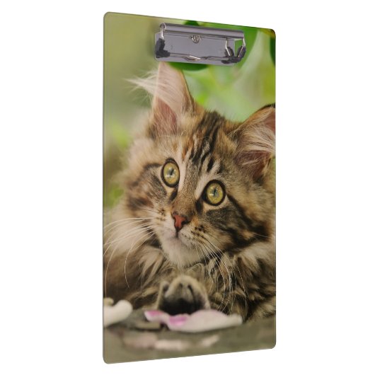 Cute Maine Coon Cat Kitten Photo Portret - op Klembord (Rechts)